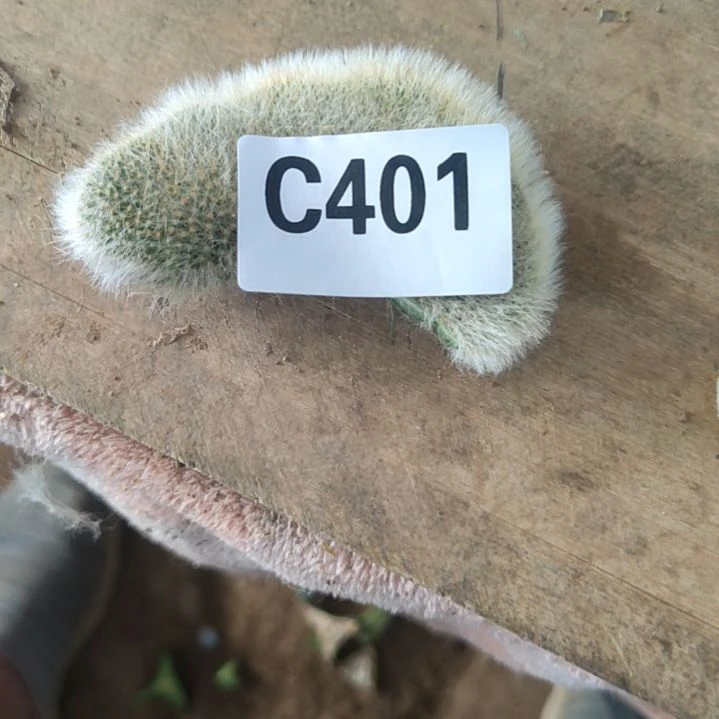 一***毒九尾狐尾狐缀化头401