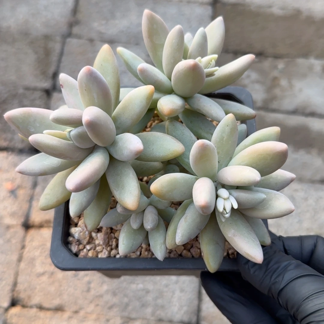 白兰地111111111111111