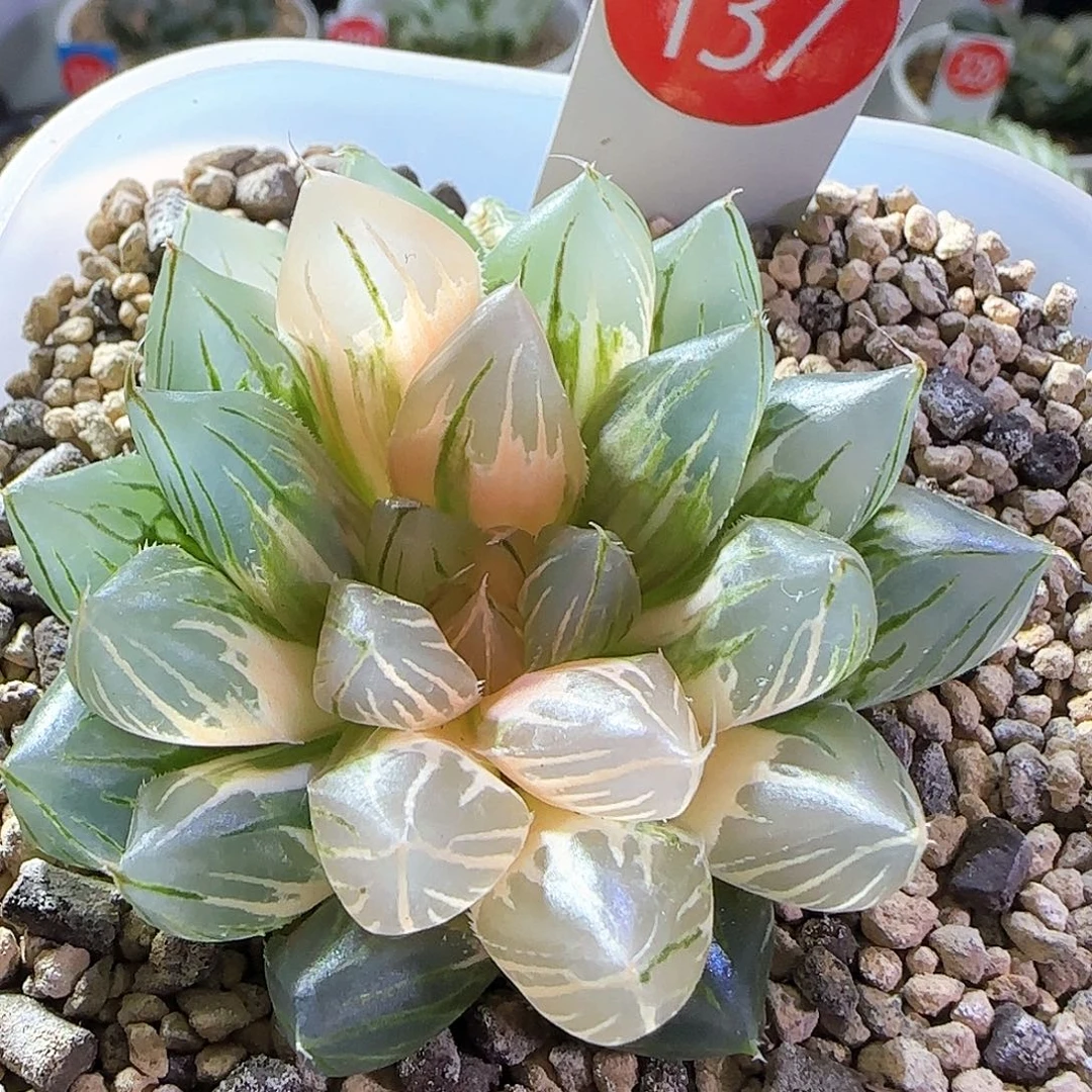137号霓虹灯一物一拍带盆土