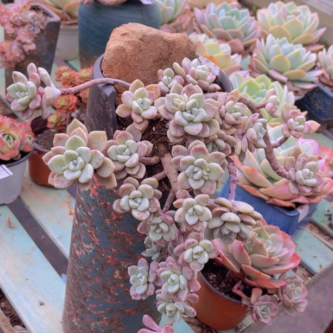 【闪购商品】克洛伊1691