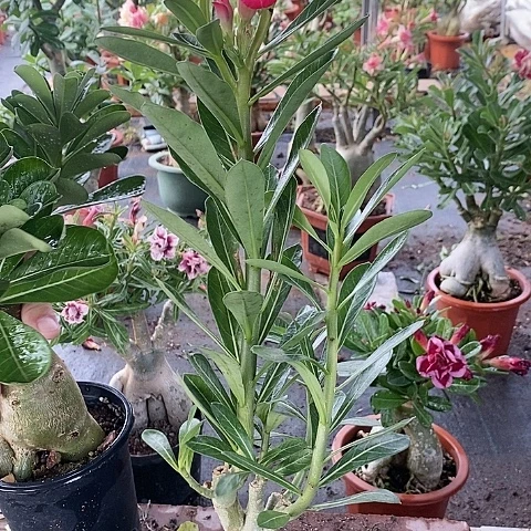 【闪购商品】无花朵X****6