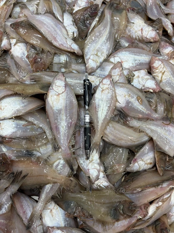 大连小小偏口 净重4斤 炸吃绝了 4斤40条左右 顺丰包邮