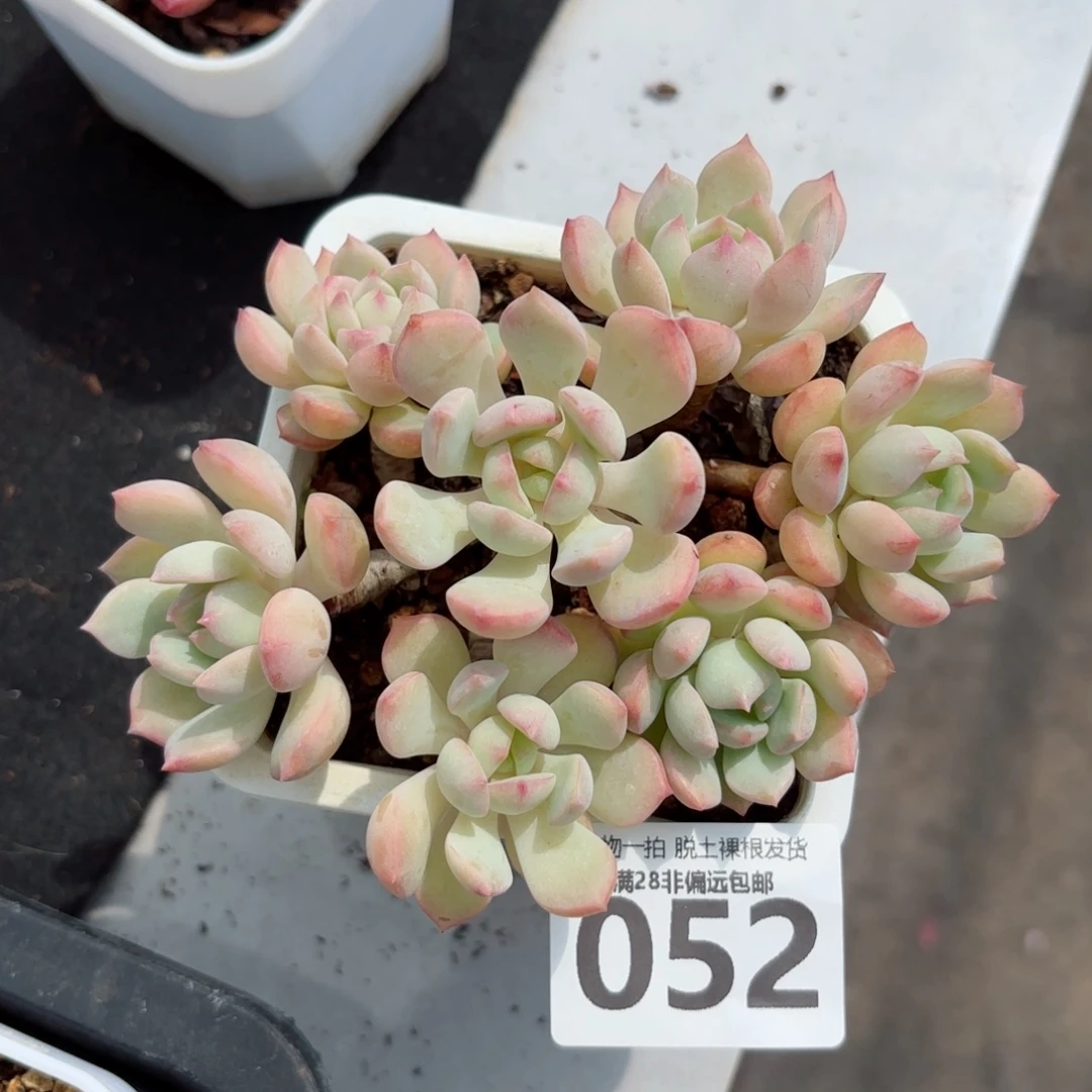 蜜桃格林老桩无盆土发货