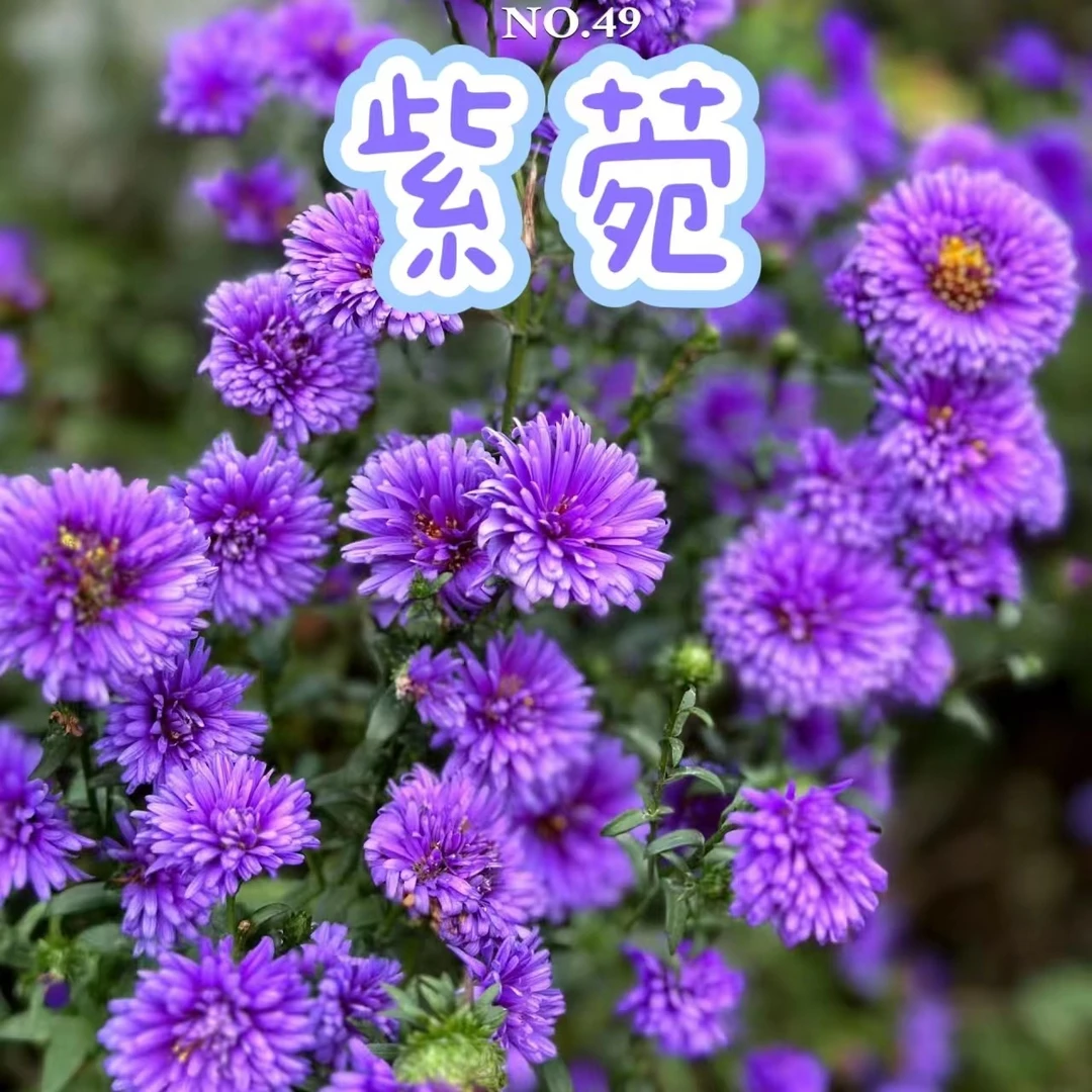 【紫菀】——翠菊花卉盆栽多年生宿根植物庭院阳台花卉