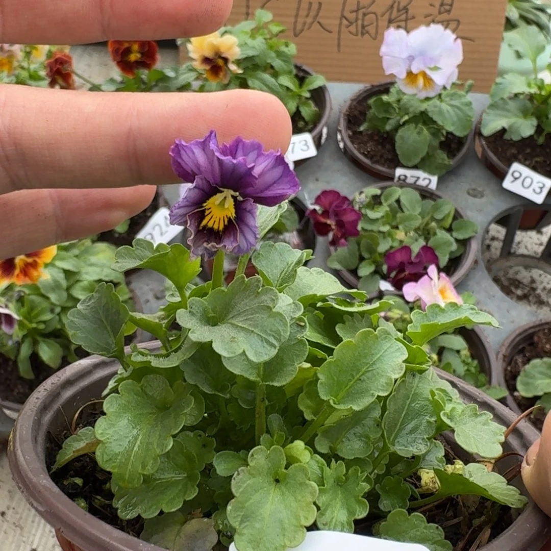 大部分花苞少量开放901