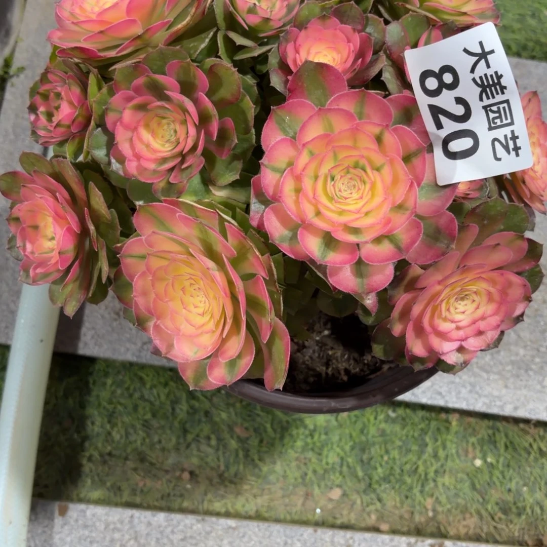 牡***丹荔枝丛林老桩820肉肉