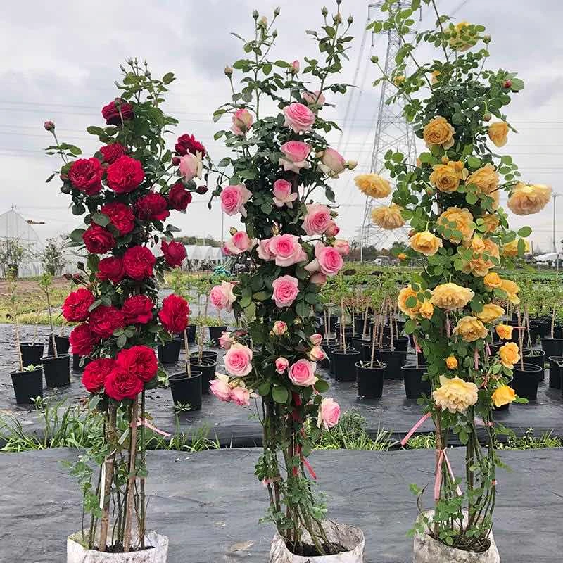 峰哥藤本月季原盆原土爬藤月季一物一拍专拍链接