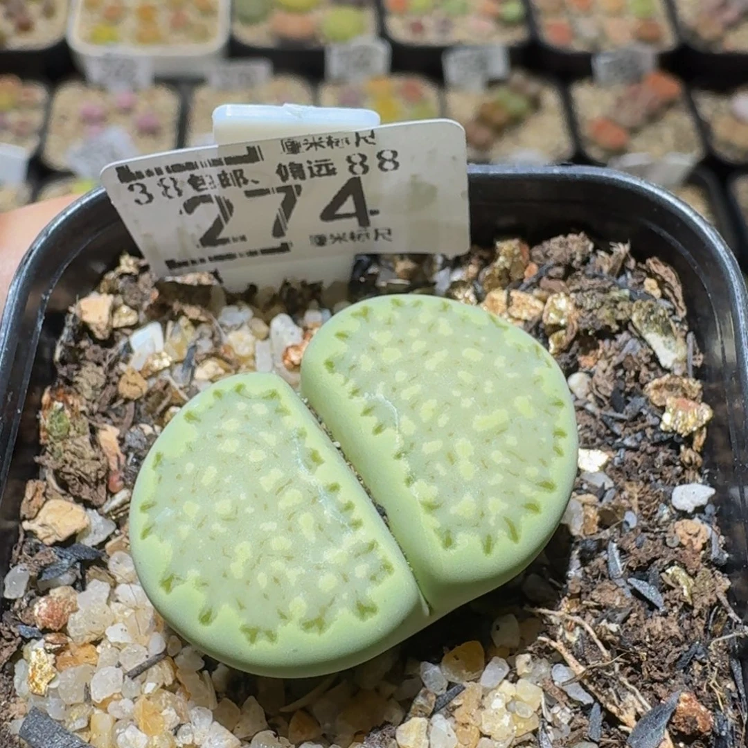 Ssss精品生石花274