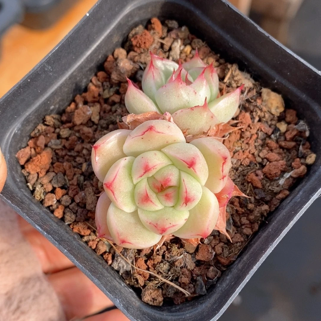 精品多肉一物一拍150