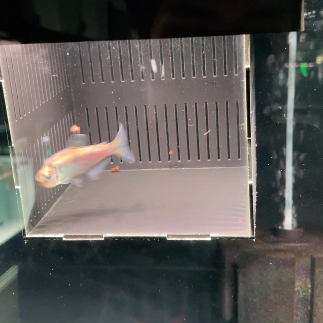 灯科鱼白金黑尾紫柠檬5-6