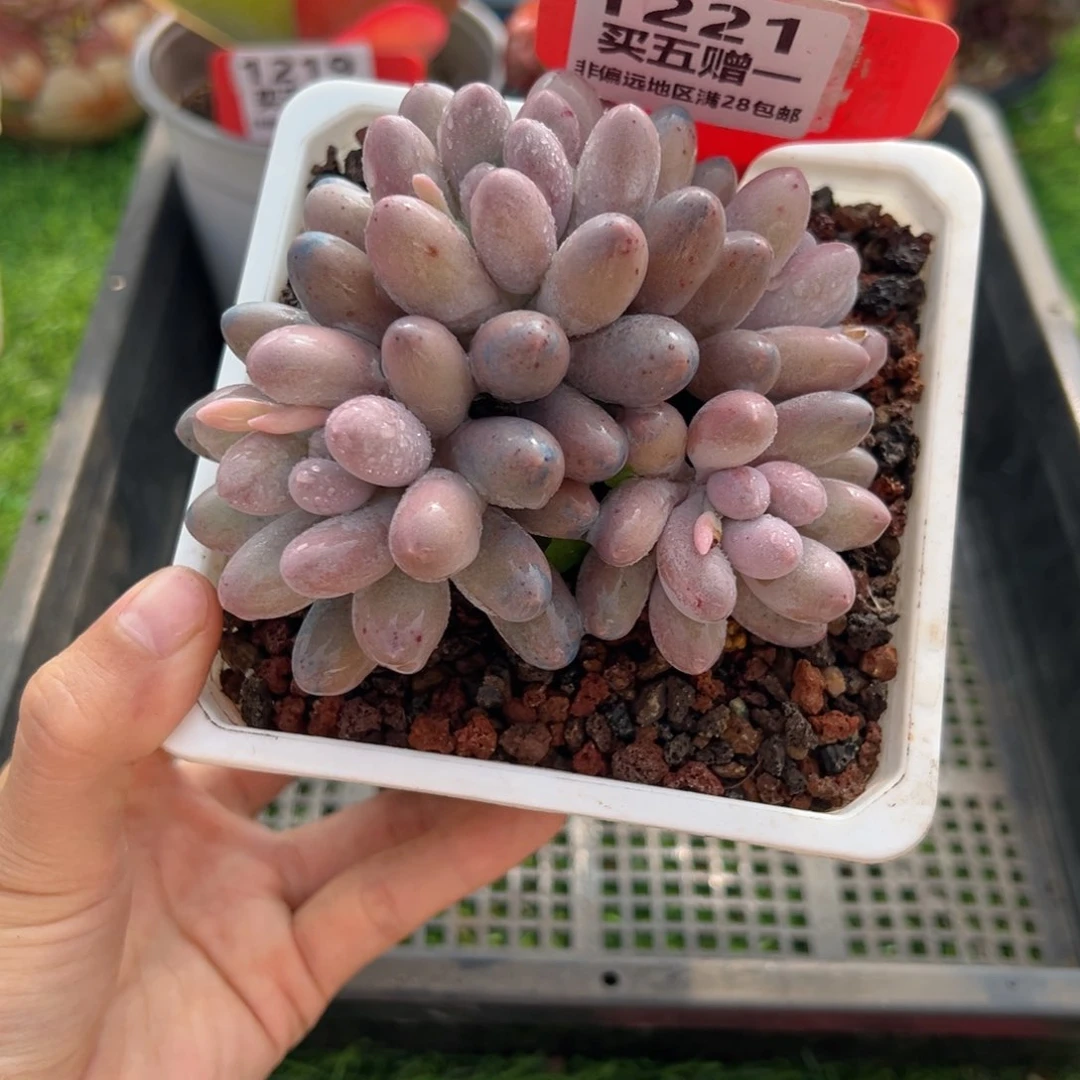 表妹精品多肉1221.