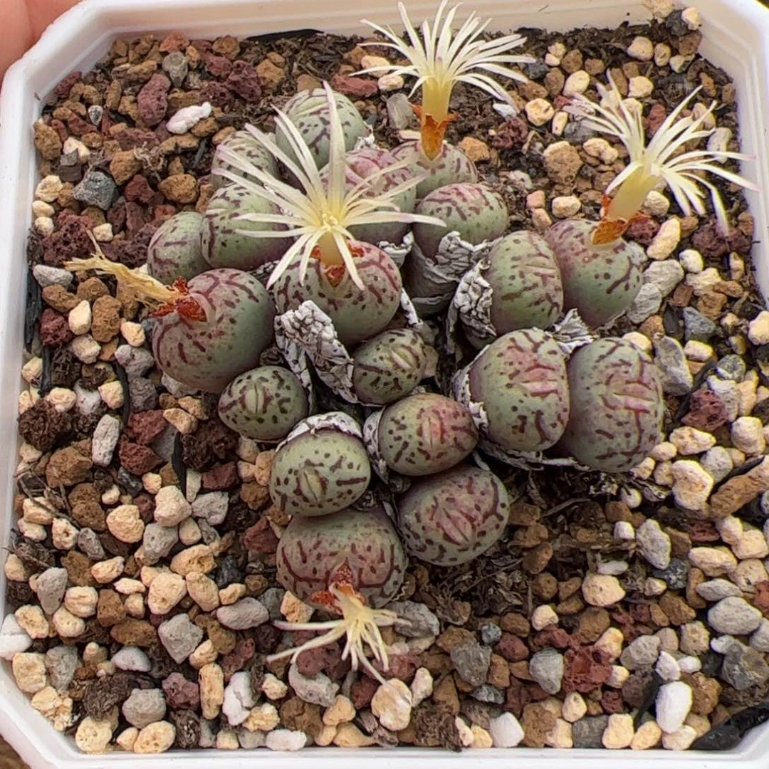 0143号原始墨 多肉植物