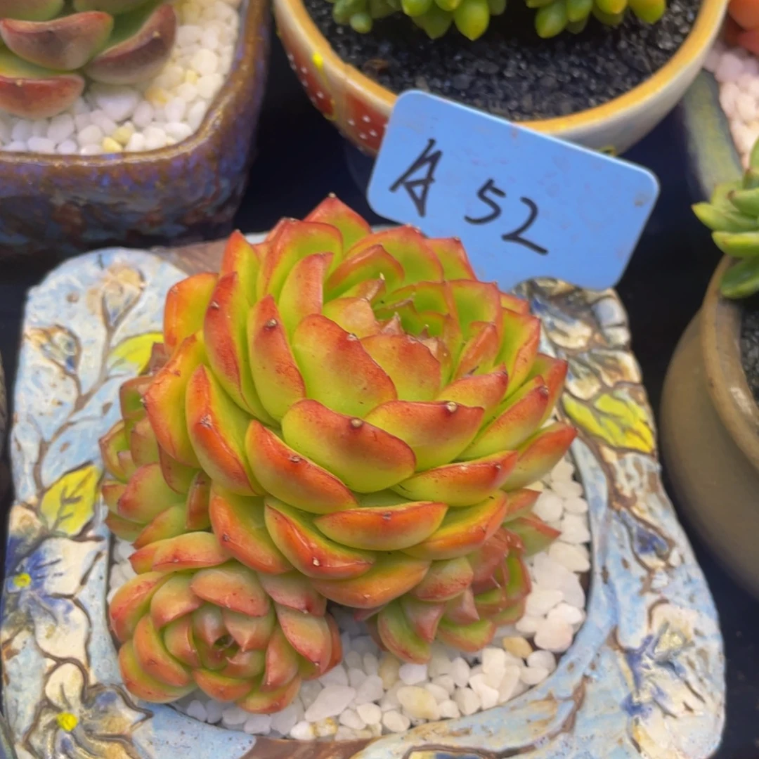 多肉植物盆栽多肉植物
