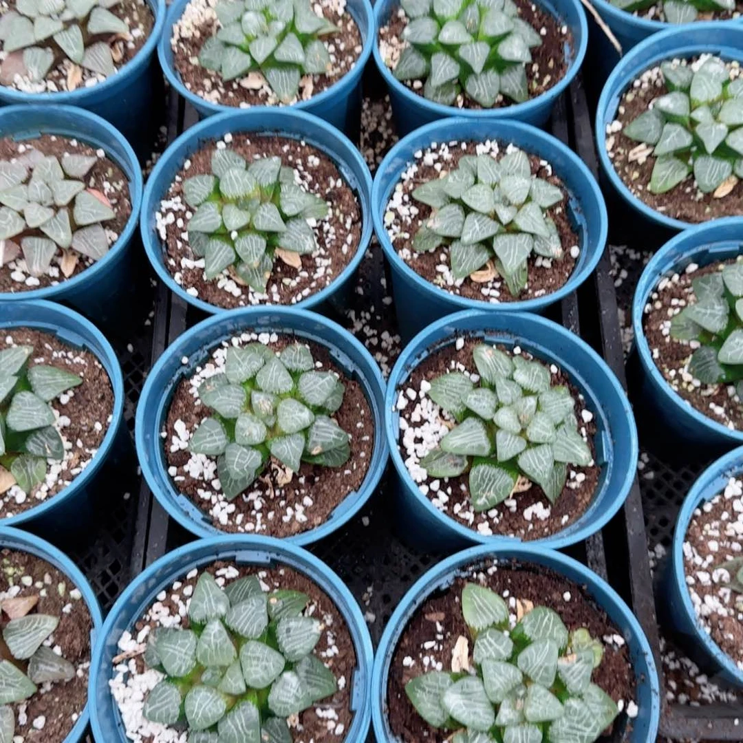 微瑕加仑盆月影多肉植物一颗