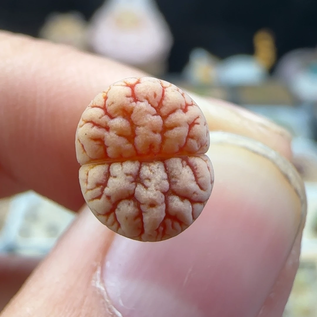 2.11.46/哈默种源189