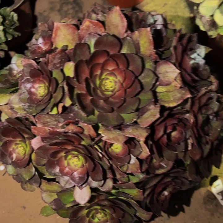 497红魔多肉植物处理不售后