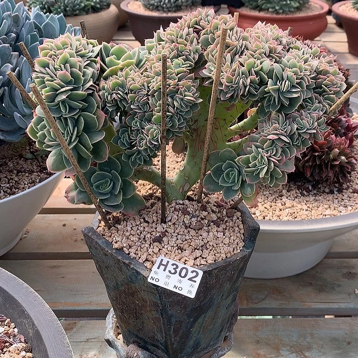 星娜塔缀化 非偏远38包邮 节后发