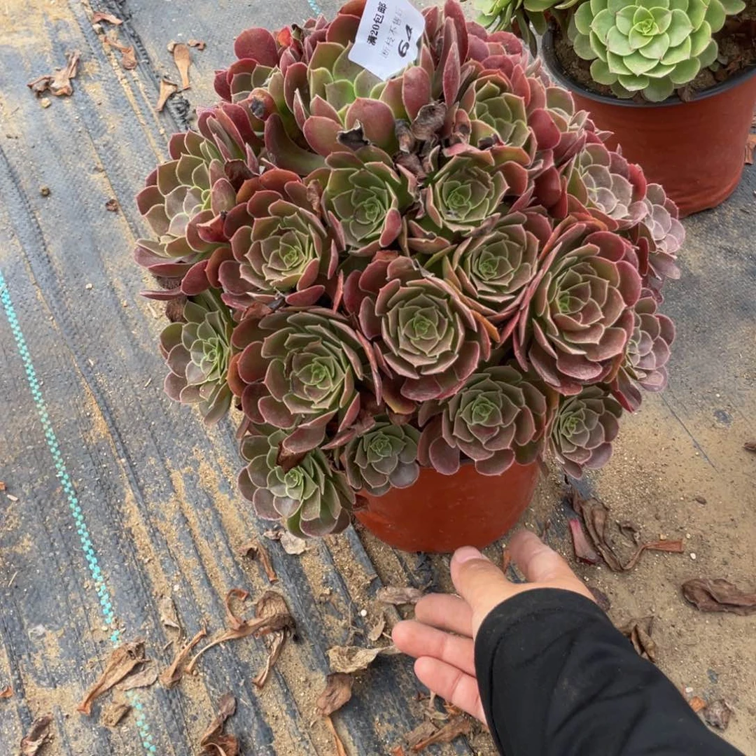 64荷兰法师多肉断枝不包