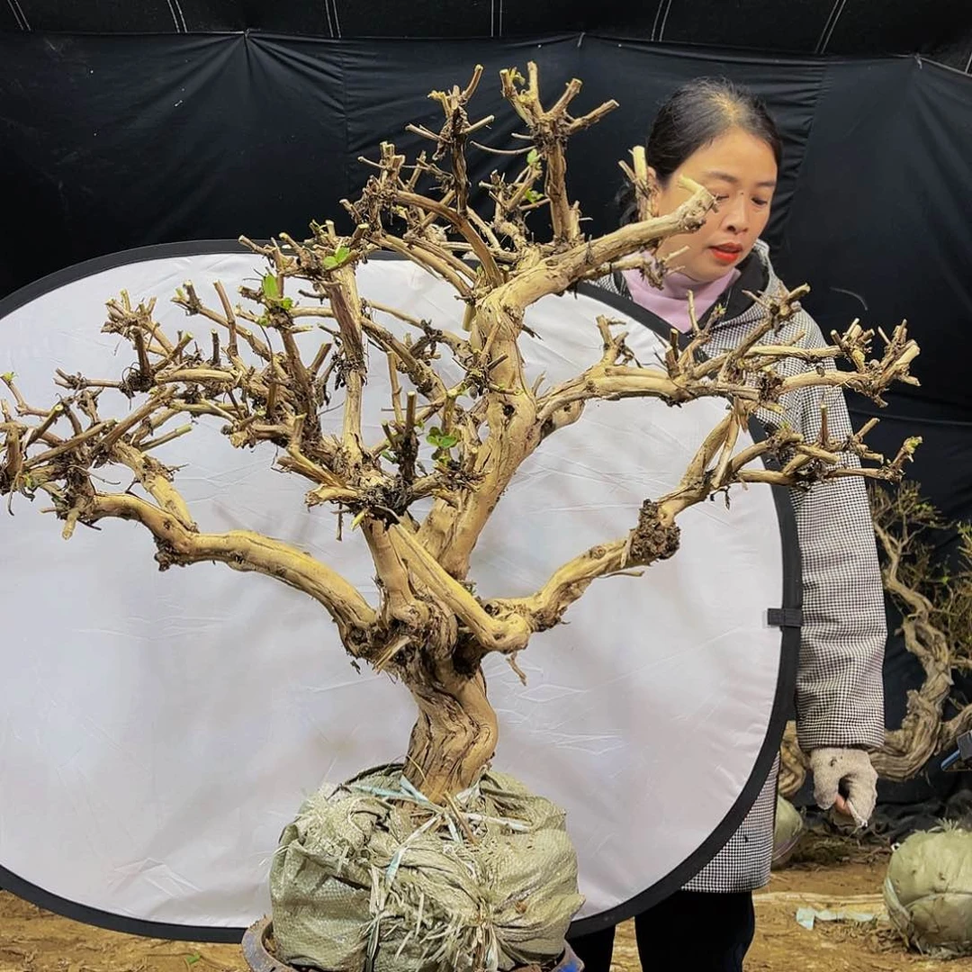 金银花的故事是一个人的故事