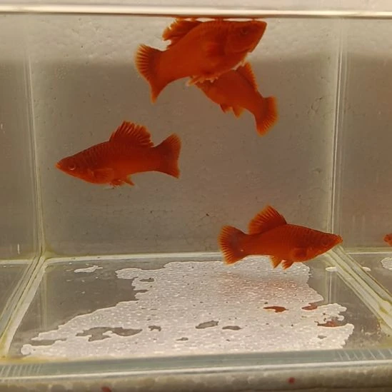 红剑鱼高鳍红剑观赏鱼