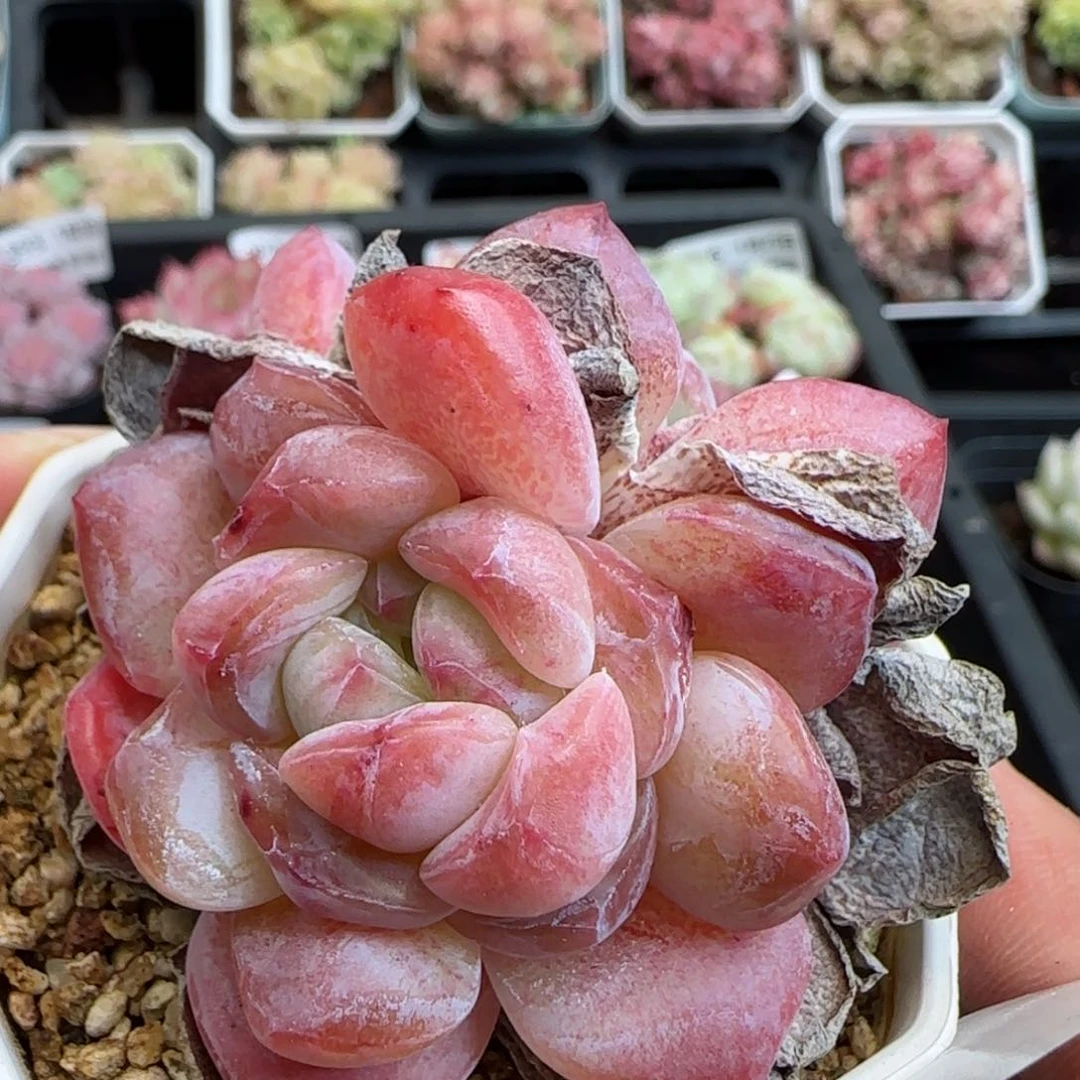 花语逸镜0125-431