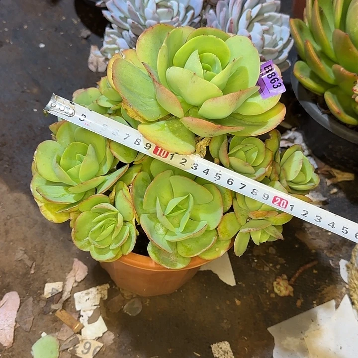 碧桃863 多肉植物一物一拍
