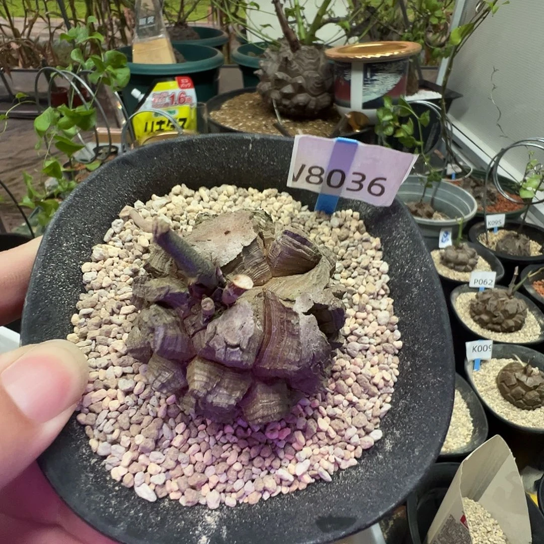 多肉植物专拍 一物一拍 南非龟甲龙8039