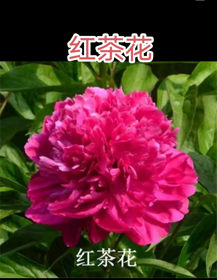 国产芍药（红茶花）