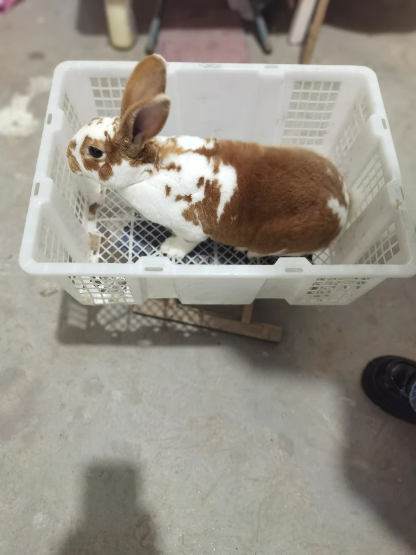 彩獭宠物兔专用运输笼