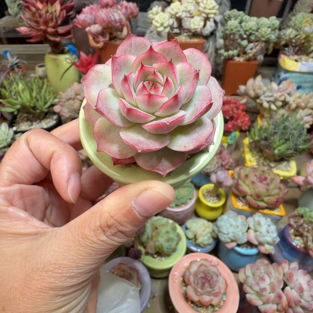 吉杂 多肉含盆土 一物一拍