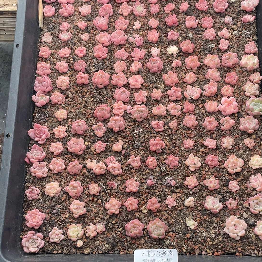 云糖心多肉植物242