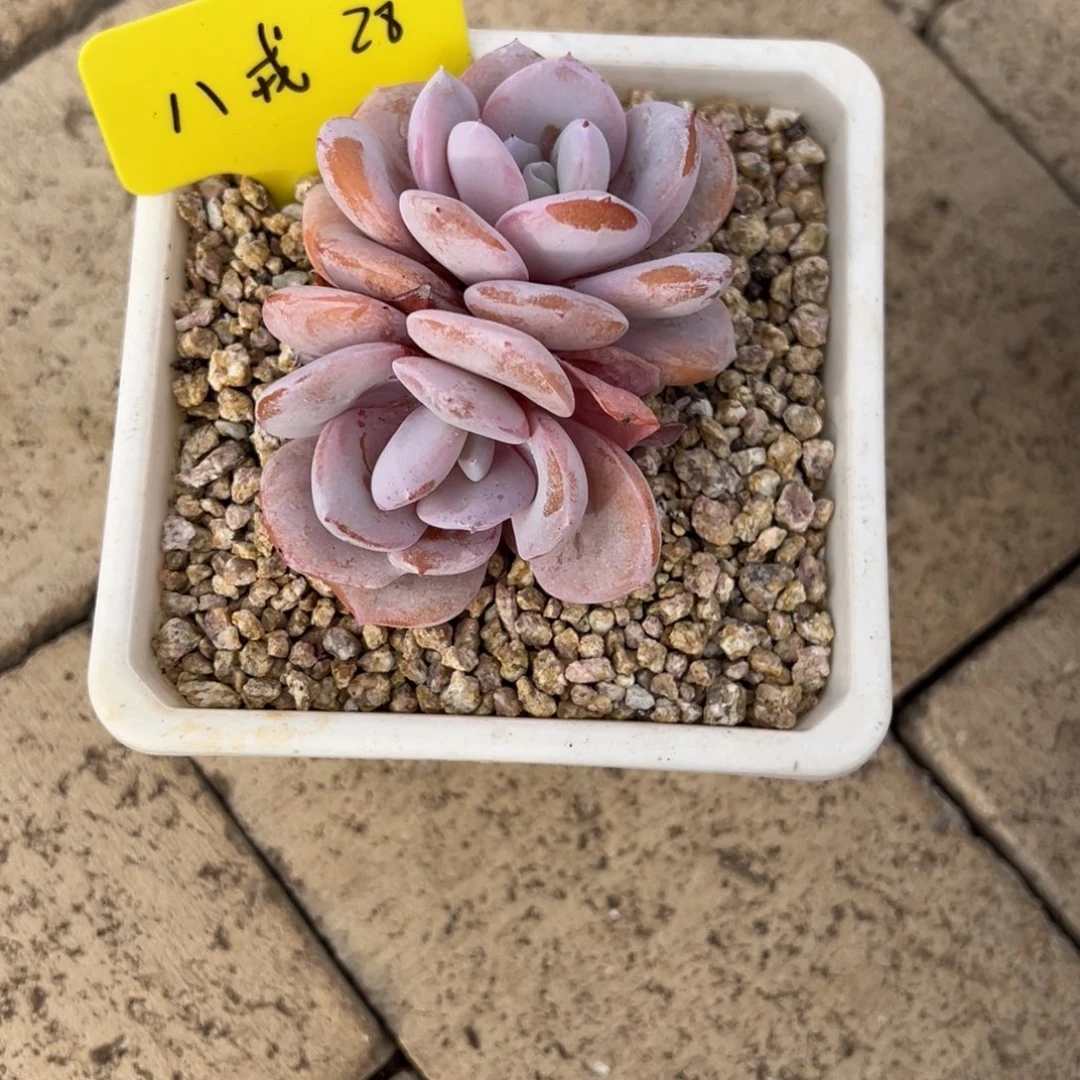 八****八戒28。