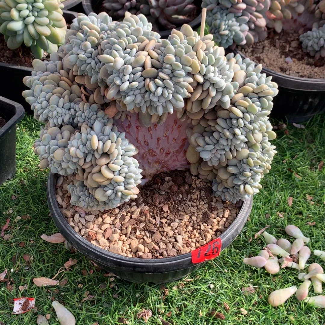 726粉兔1111111111111