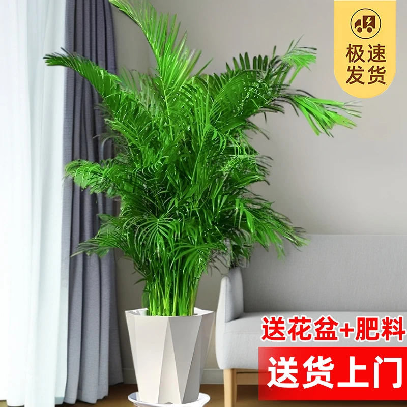大型富贵椰子客厅绿植盆栽植物室内大摆件好养耐活直播基地富贵竹