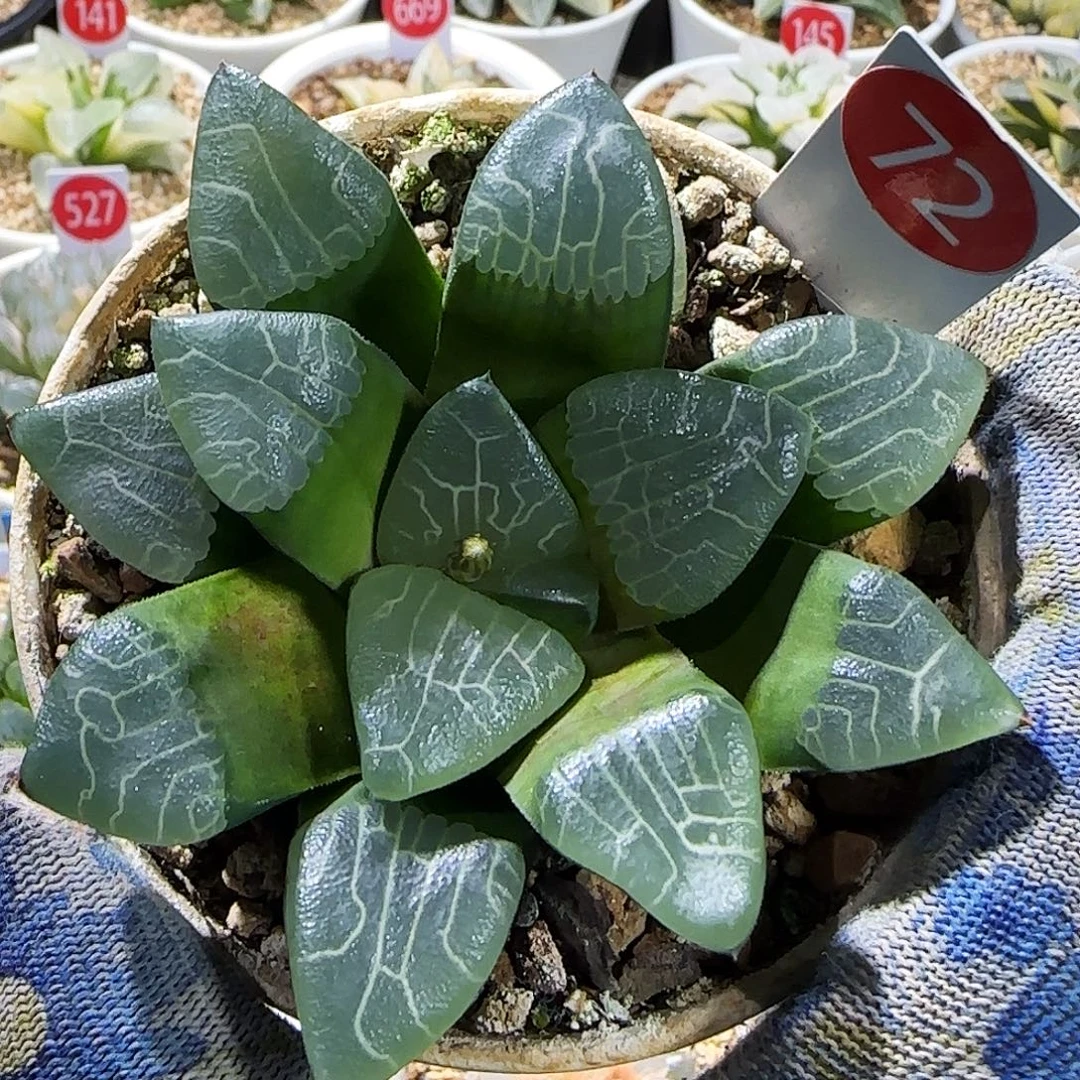 72号实生克 9 厘米左右一物一拍带盆发货