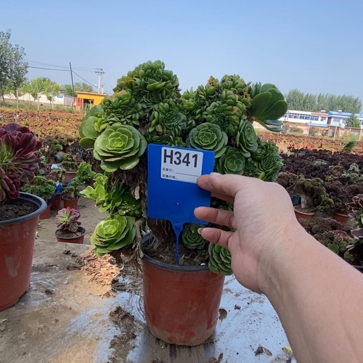 爱***妞341绿羊绒缀化缀化老桩