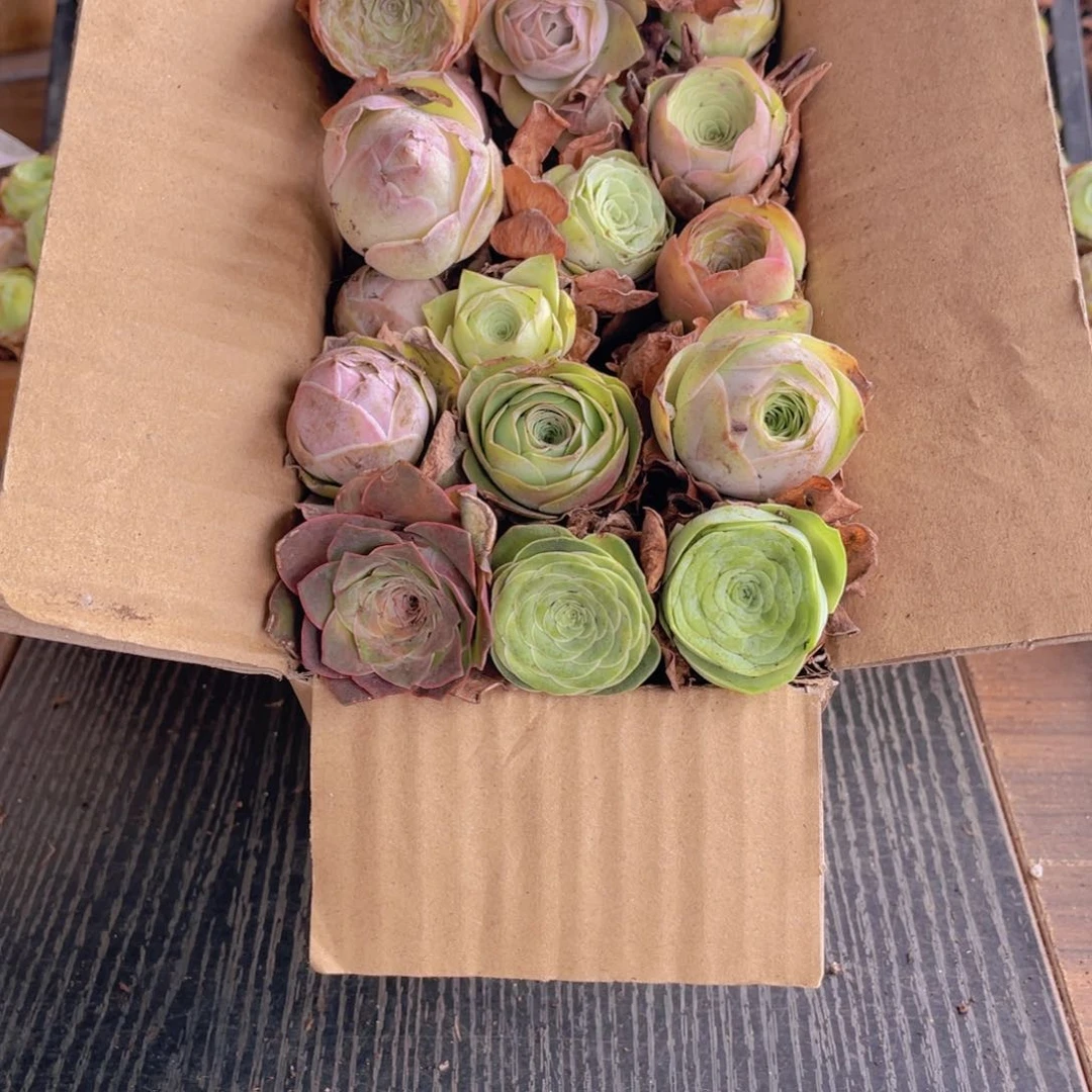 保底三十二颗以上量拍088888