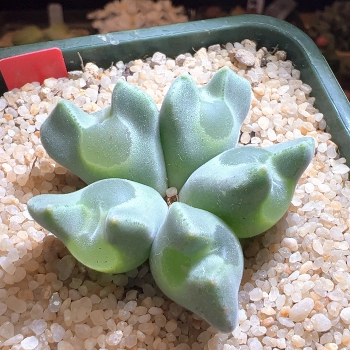 956。大眼睛6年母本。   绝绝气球体