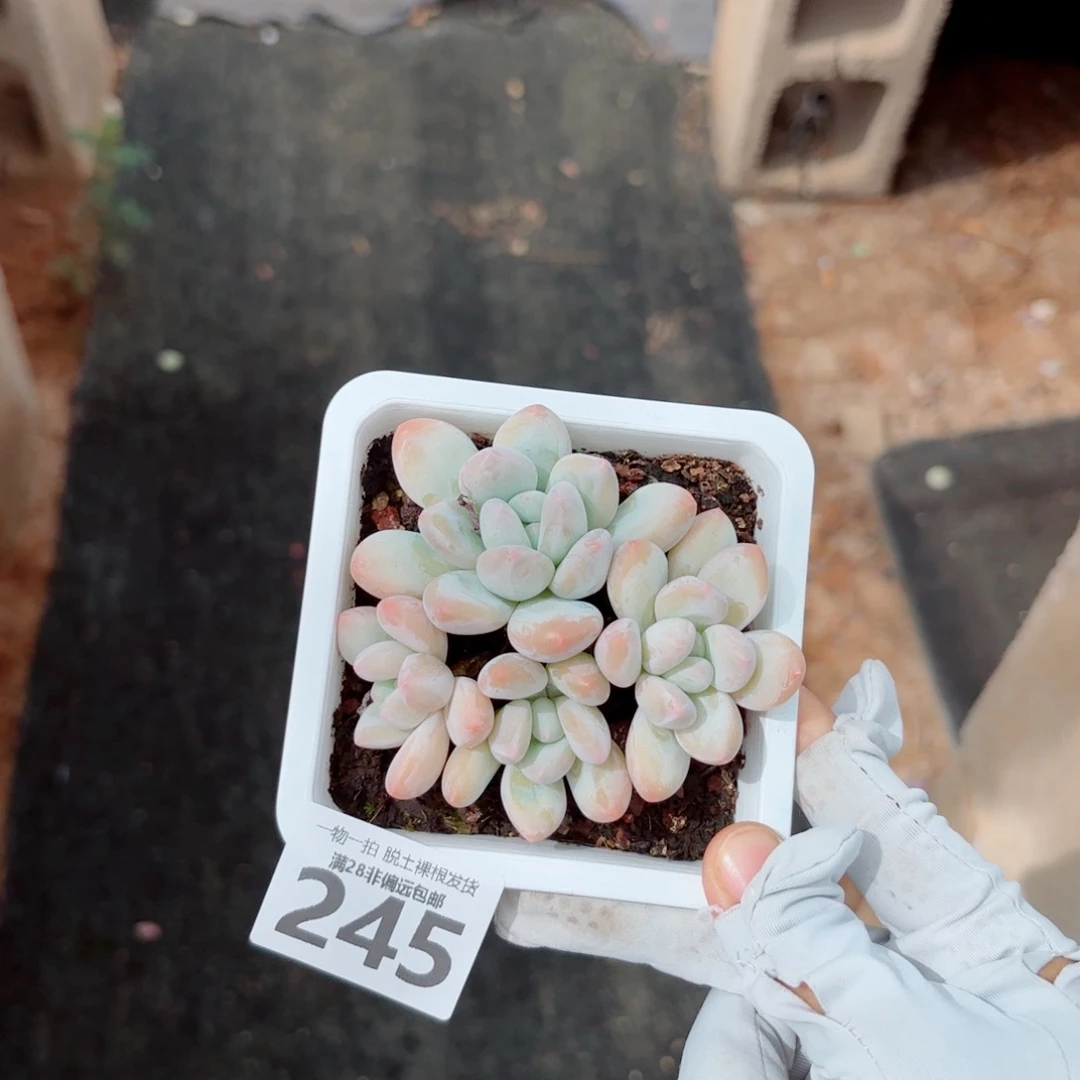 香水老桩多肉多肉