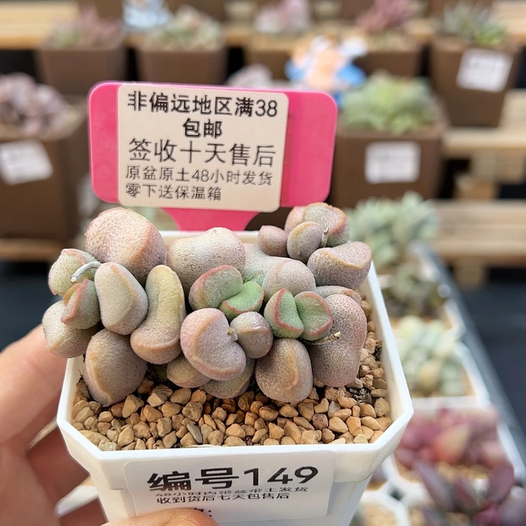 149黛安娜多肉植物