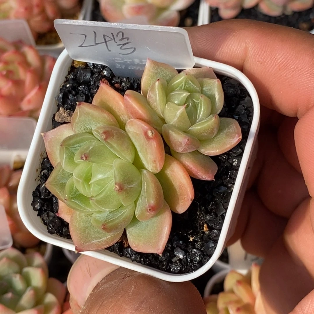 天官赐福百无禁忌