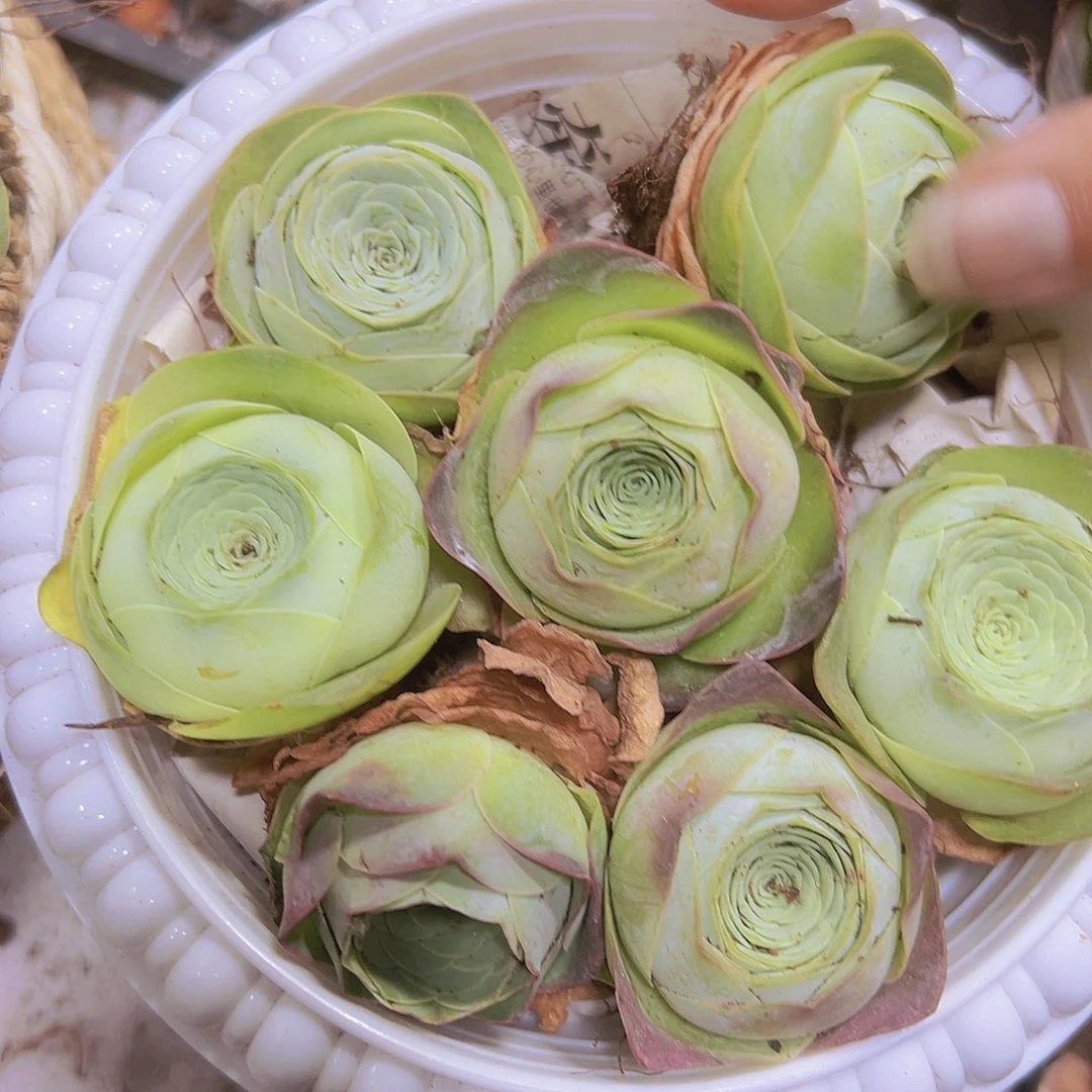 寿桃玫瑰7盆带盆带土