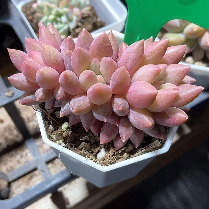多肉植物936多肉