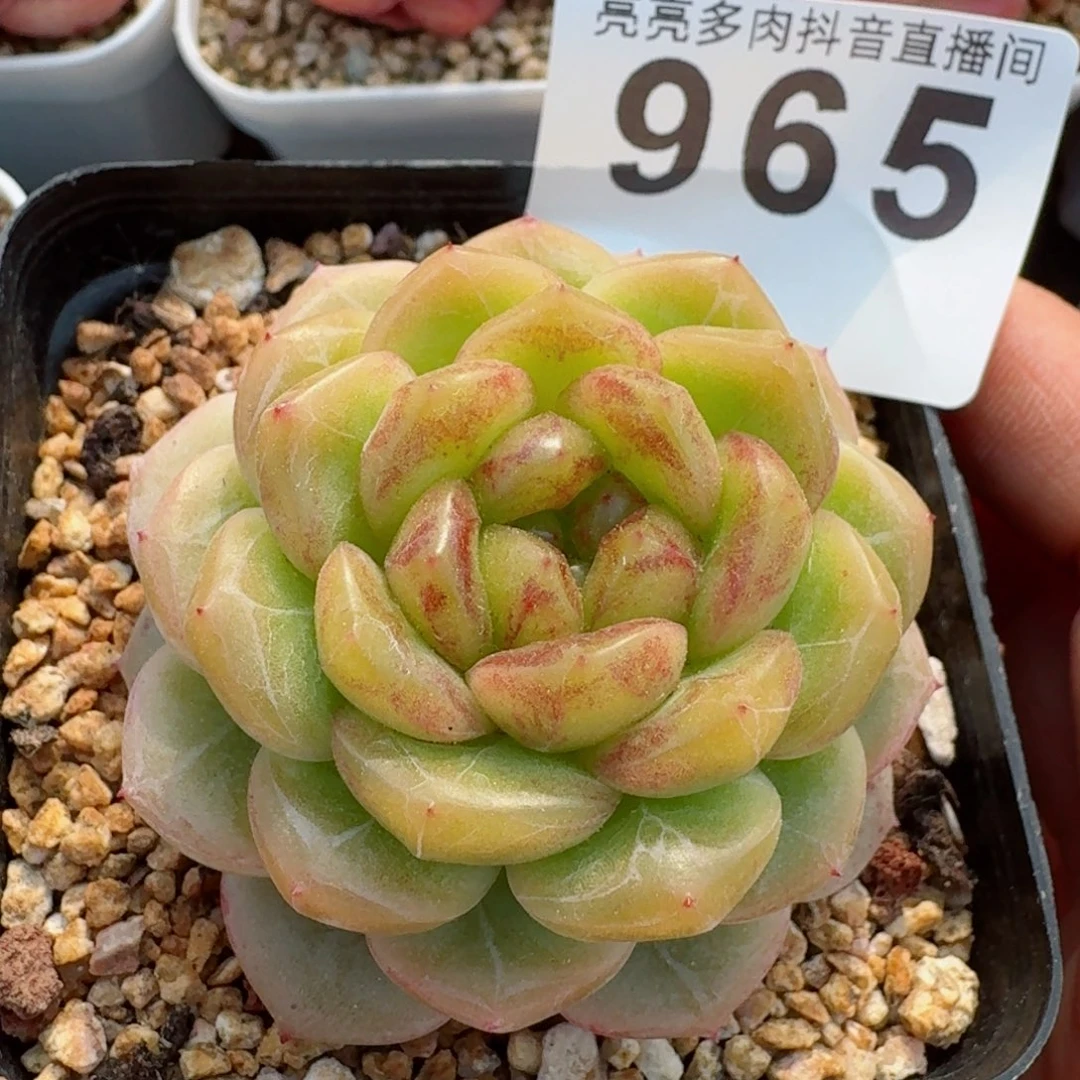 甜心母本         多肉植物