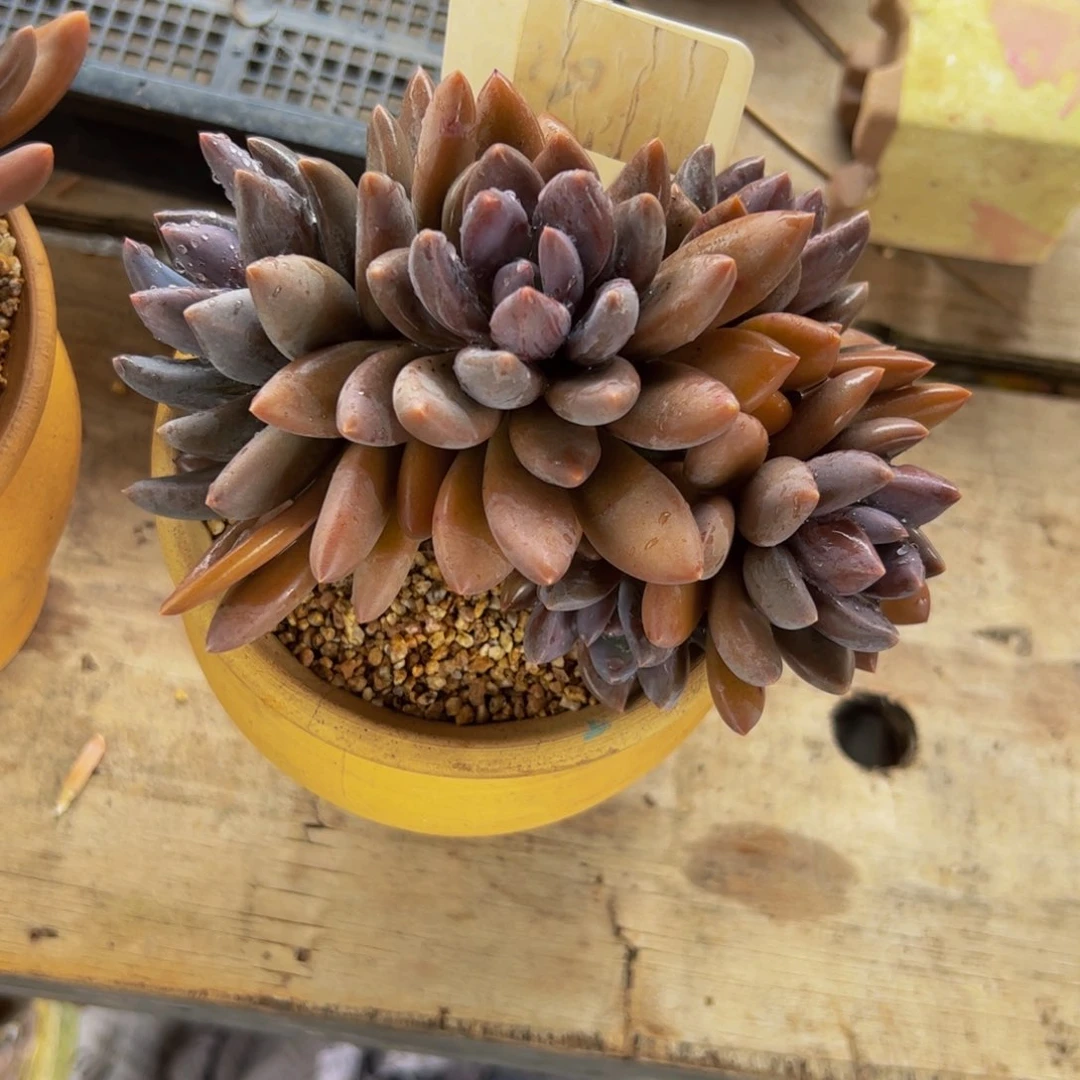 ?**?黑加仑多肉植物