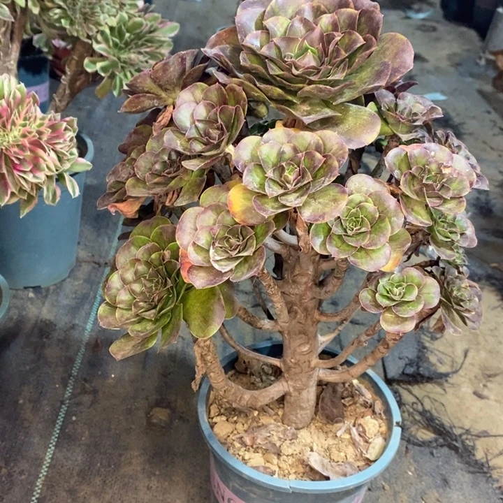 魅金玫瑰多肉植物62。