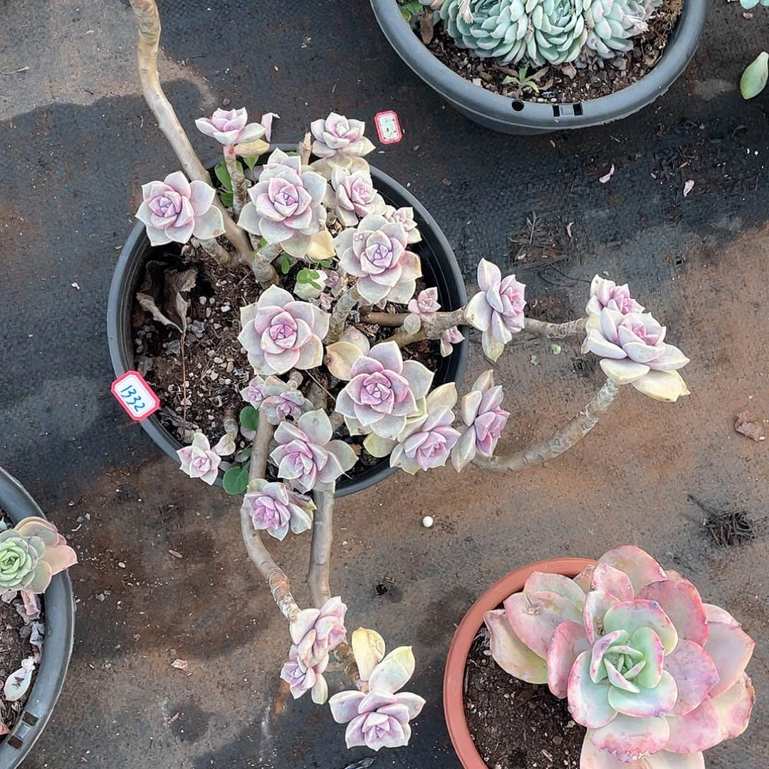 L**1332紫乐一物一拍多肉