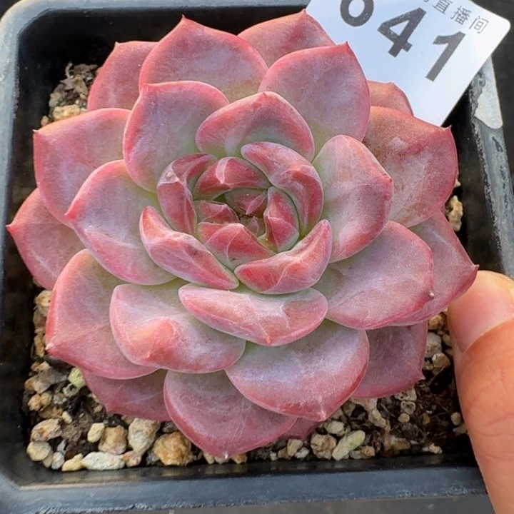 琥珀            多肉植物