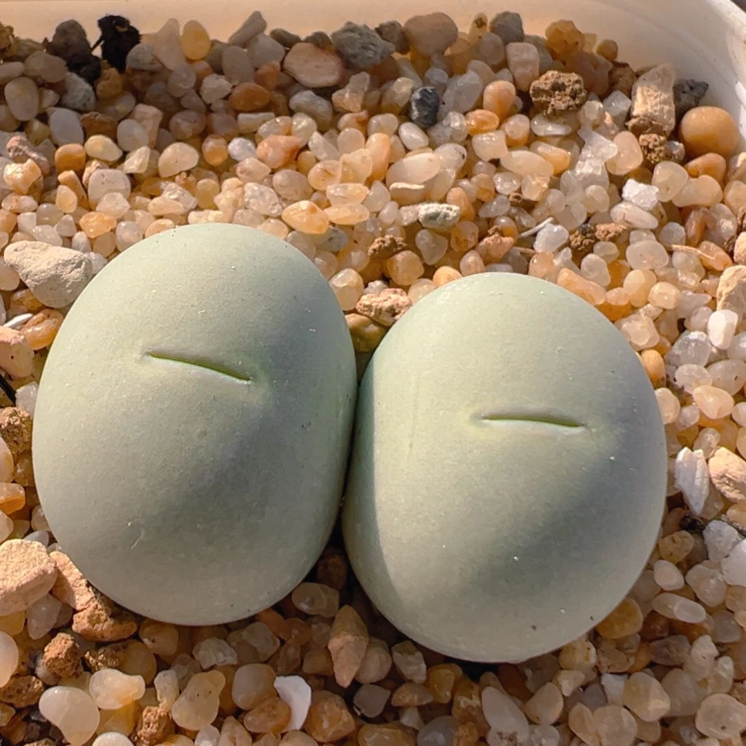 75多肉植物百科鸽子蛋
