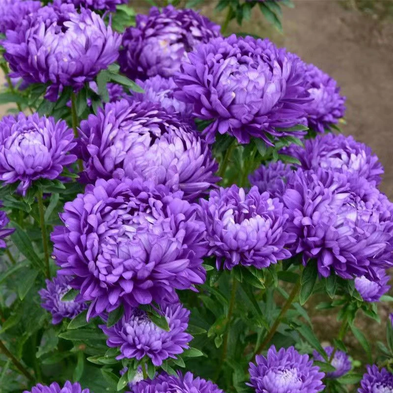 【矮杆紫色翠菊种子】四季种植盆栽地栽阳台小院种植